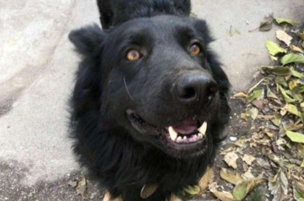 可怕野生狼竟是牧羊犬，被救时浑身是伤，志愿者忍不住落泪