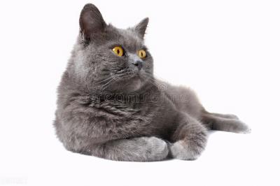 小猫什么时候可以做驱虫（幼猫什么时候可以驱虫）