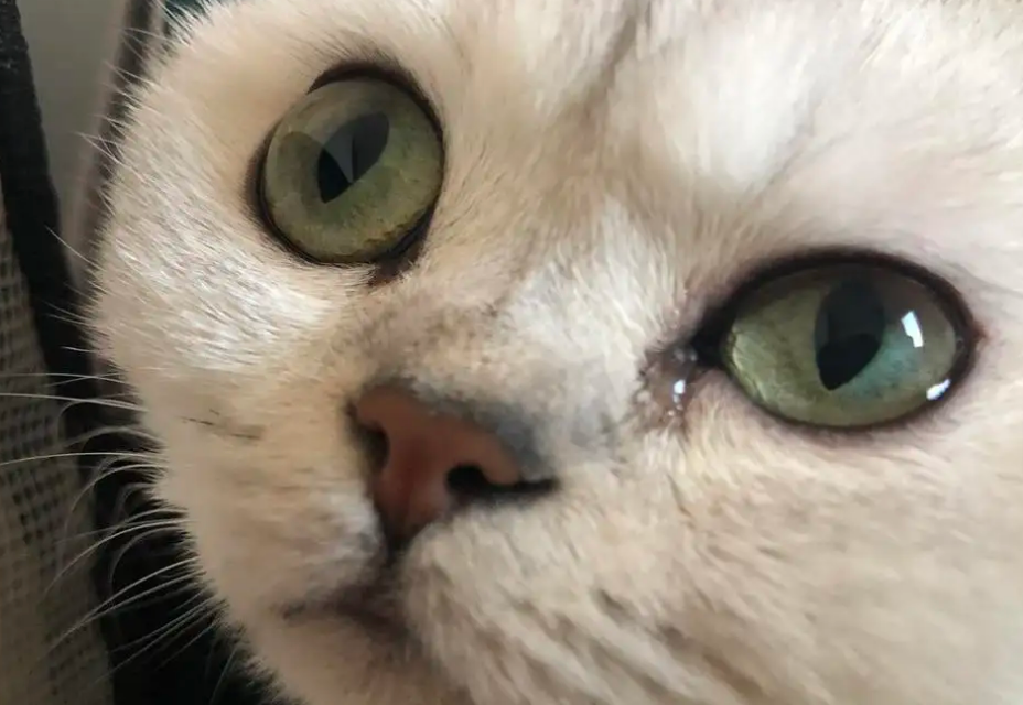 猫眼泪多该怎么办