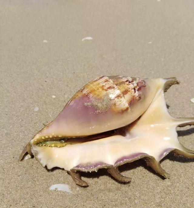 你见过贝壳精灵吗