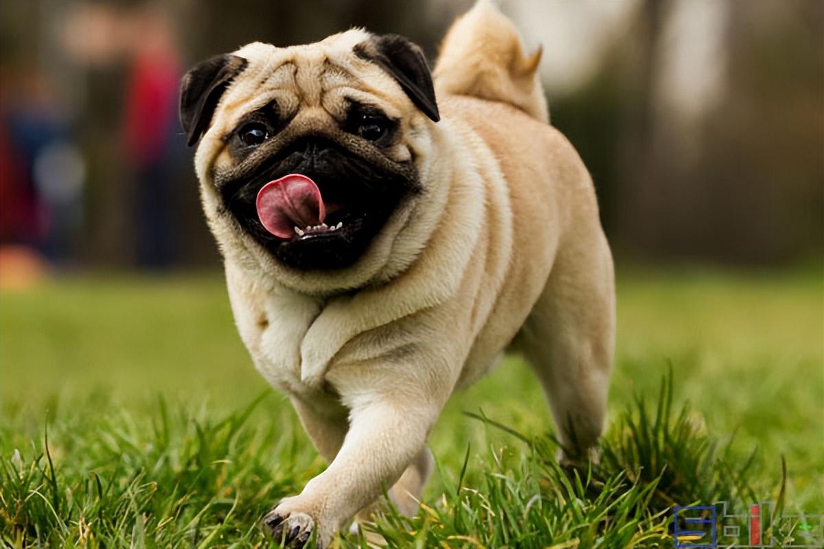 纯种巴哥犬标准价格（巴哥犬多少钱一只）