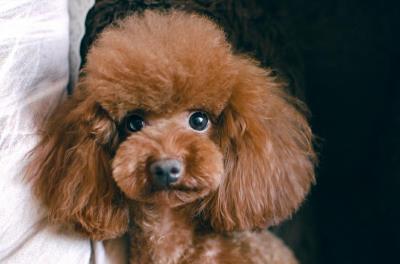 泰迪极度恐惧的表现（泰迪内心的几个痛点）