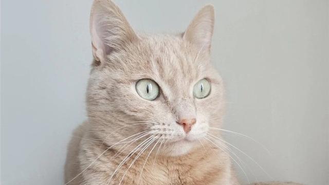 怎么判断猫咪是否发烧(如何分辨猫咪是否发烧)