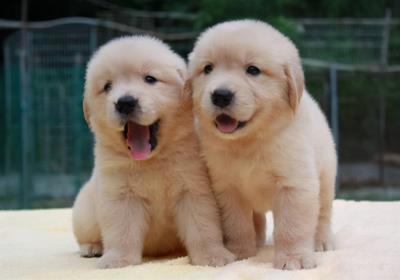 小狗不吃不喝光想趴着怎么办（详解：小狗食欲不好的原因）