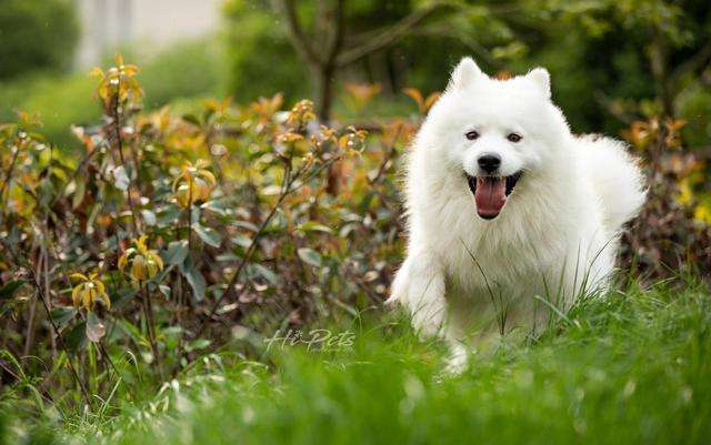 萨摩生了一窝黑色小狗，主人：我以为它们只是普通朋友