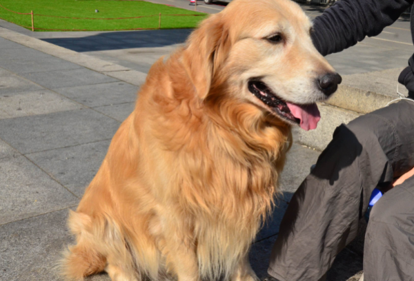城市允许养的护卫犬介绍