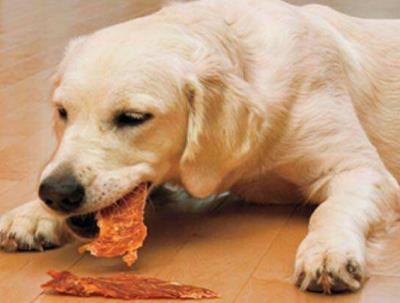 20种狗狗能吃的食物超全合集