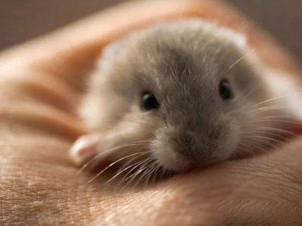 仓鼠怎么养才是对它最好呢(详解:了解养仓鼠的注意事项)