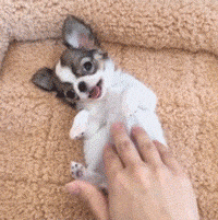 适合家养的短毛小型犬有哪些（常见小型犬品种大全）