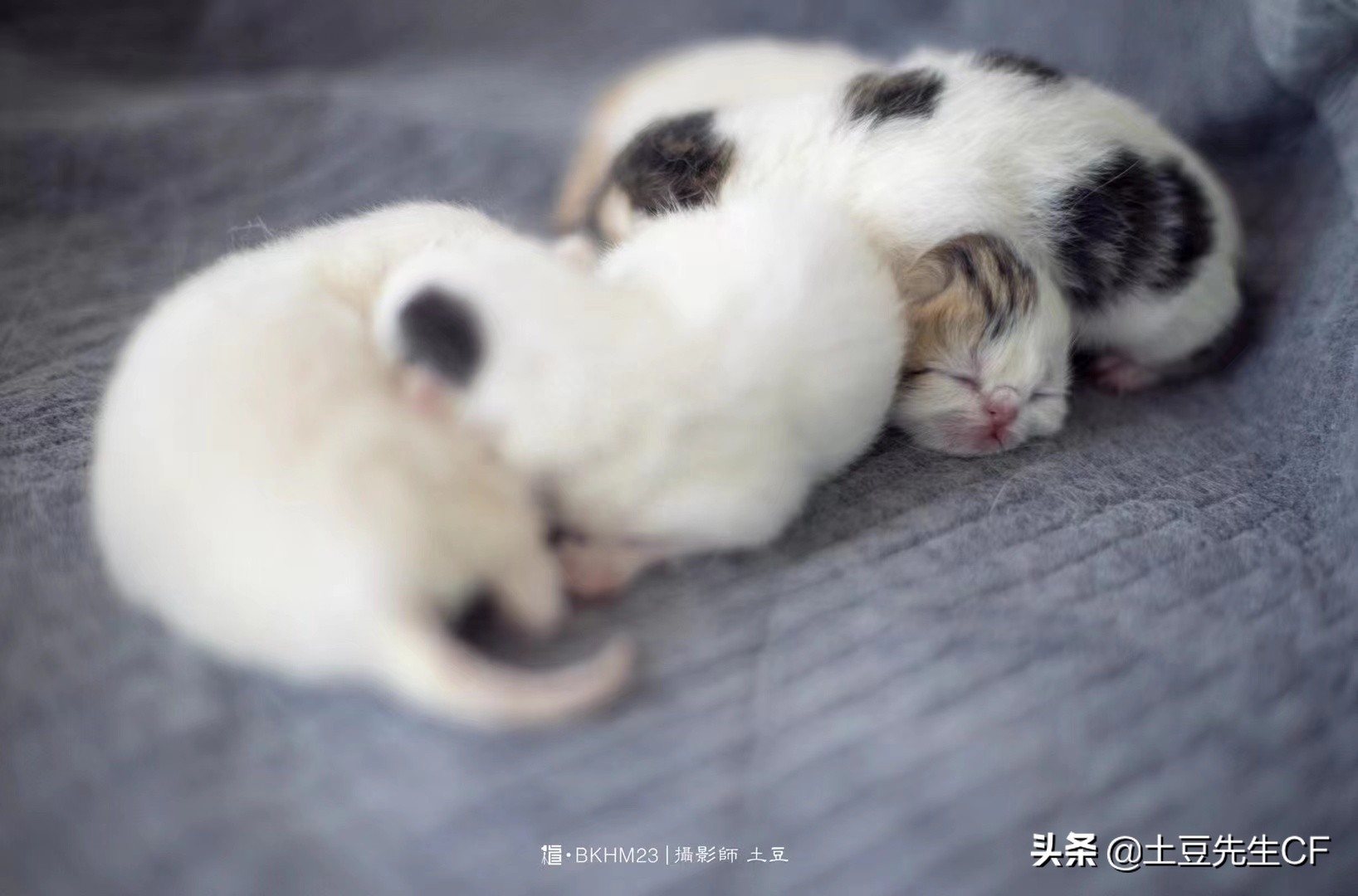 如何帮猫主子揉肚子催产（附：持续努力40分钟生不出为难产）