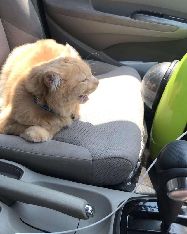 猫会晕车吗(猫会晕车是怎样的表现)