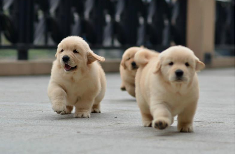 金毛犬怎么挑选（详解：挑选纯种金毛犬的技巧）