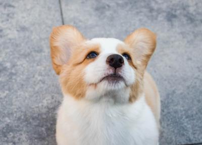 狗多大打疫苗(狗子疫苗怎么打)