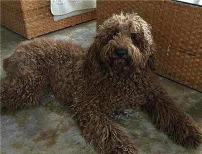 最新的纯种巨贵价格表（啥样的标准才能称巨型贵宾犬）