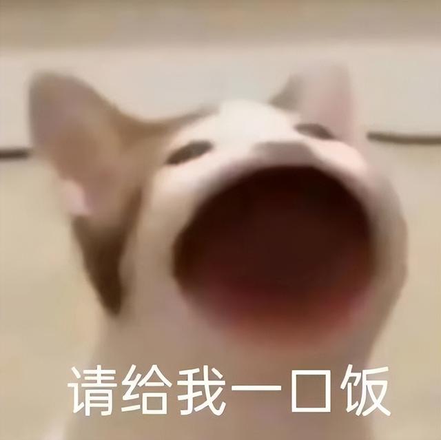 做我的猫是什么梗(做你的猫什么梗)