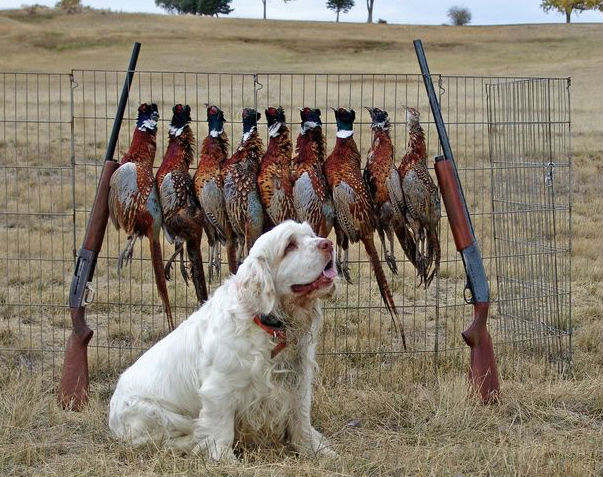 宠物犬排名及图片大全（宠物犬种类大全及名称）