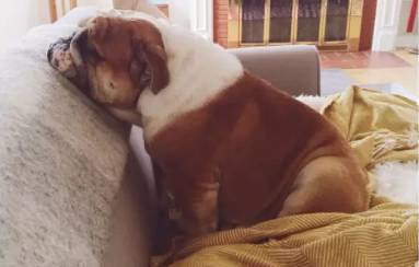 斗牛犬吃什么食物最好（详解：斗牛犬喜欢吃的食物）