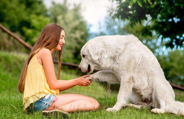 讲述狗狗报恩的10大细节