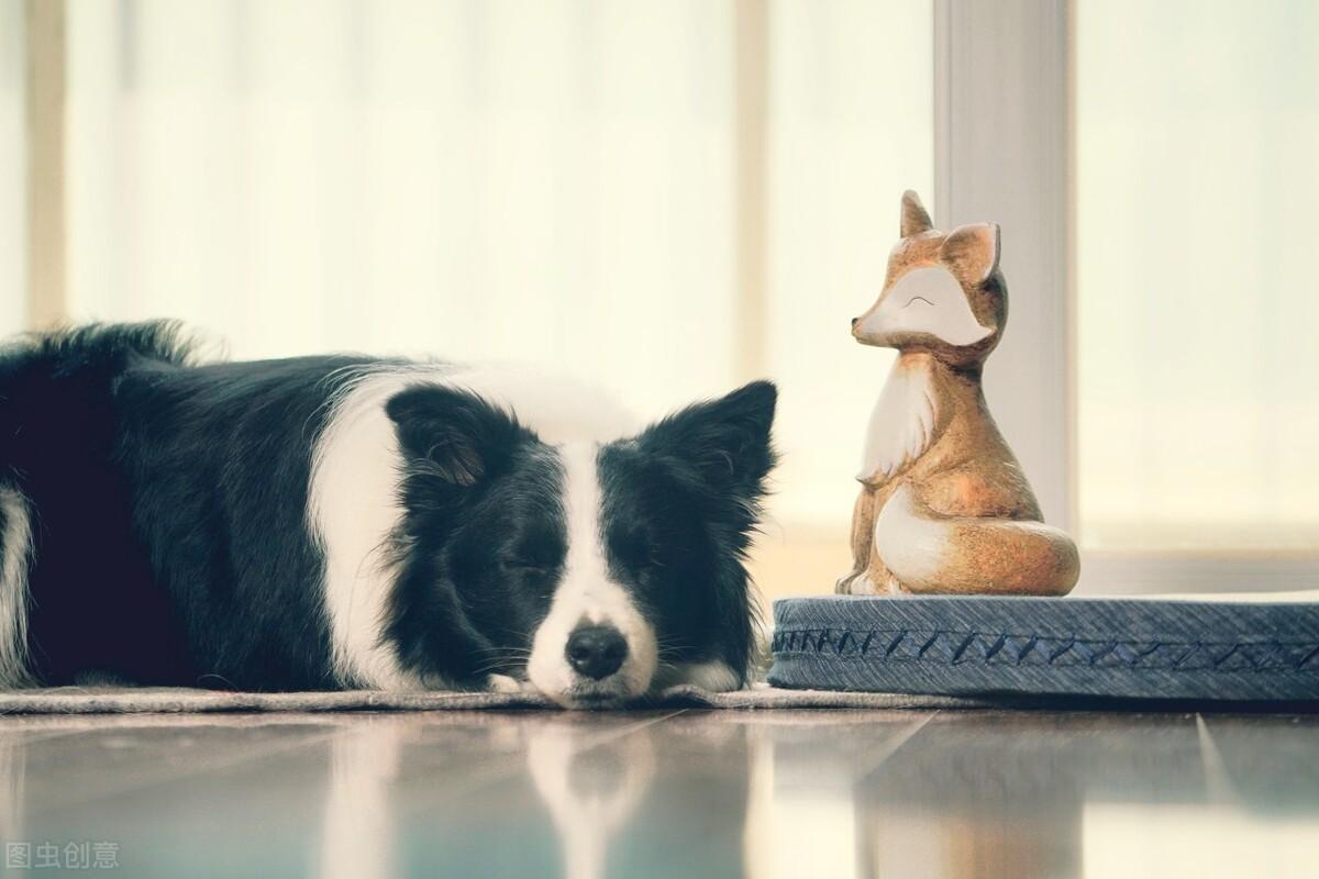 牧羊犬智商高为何很少人饲养（附：牧羊犬图片）