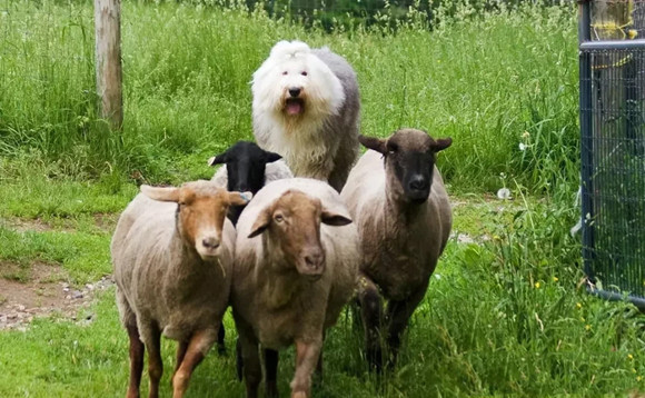 古代英国牧羊犬拉稀怎么治