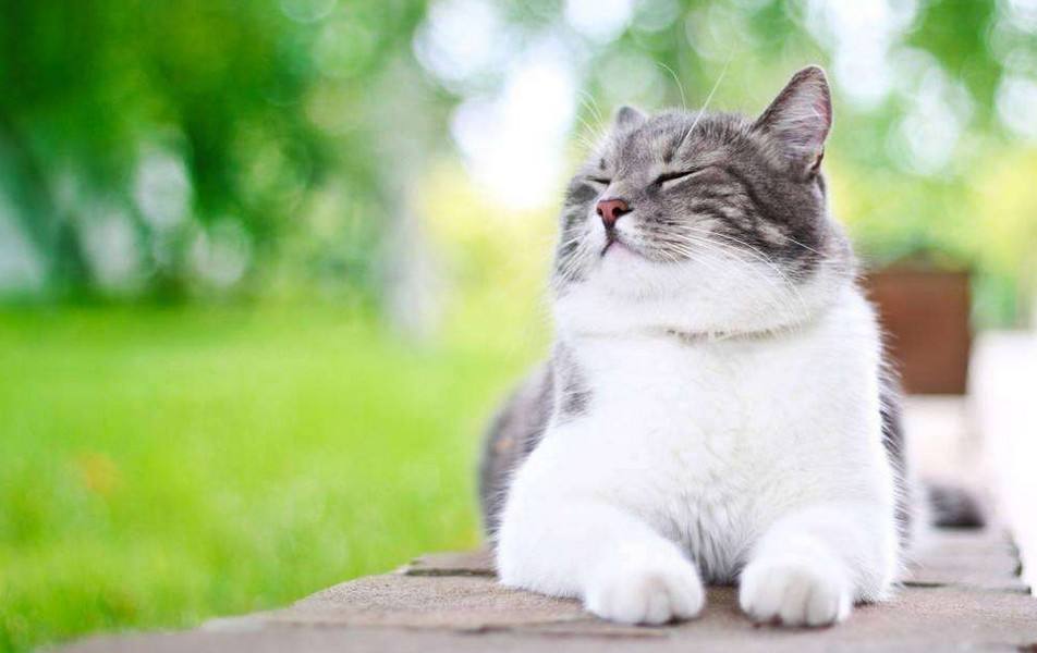 猫咪为何在家莫名其妙的消失（附：猫在家凭空消失的原因）