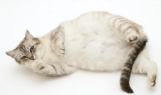 猫生产过程需几个小时(猫生产需要多久时间)