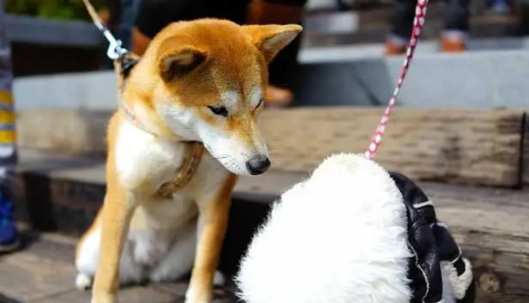 想知道柴犬VS秋田犬，到底哪个更忠诚吗？