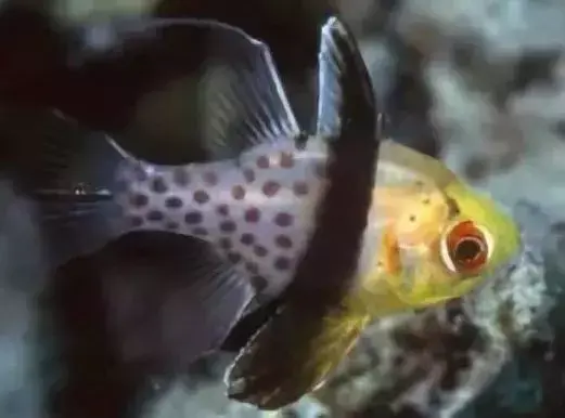 淡水观赏鱼种类大全及名字及图片（淡水观赏鱼排行榜）