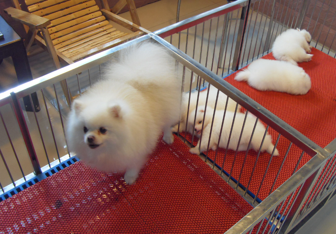 正宗的博美犬价格一览表（博美狗狗多少钱一只）