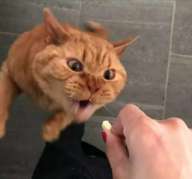 橘白猫性格优点缺点是什么(橘白猫性格优点缺点分析)