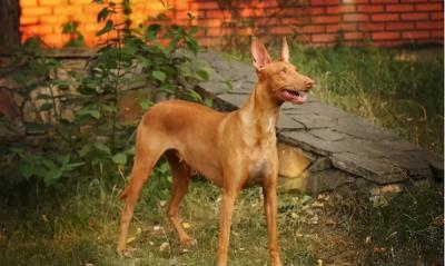 什么狗最贵最值钱第一（5种世界上最贵的狗）