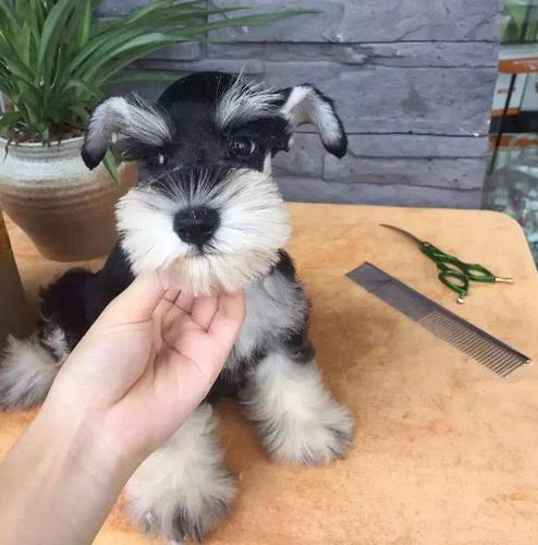 带你取老头狗的别名（长的像小老头的狗叫什么）