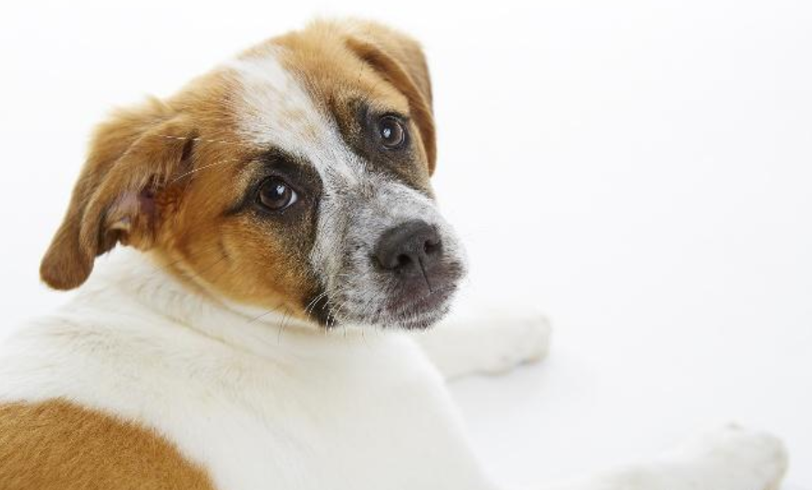 为何狗狗吐的是透明水状（详解引起狗狗呕吐的起因）