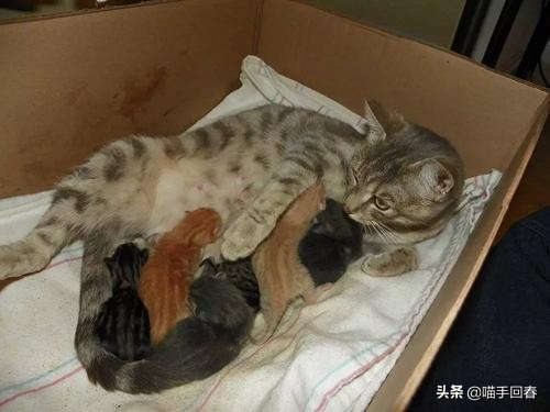 猫咪难产的表现（附：猫咪难产的原因及解决办法）