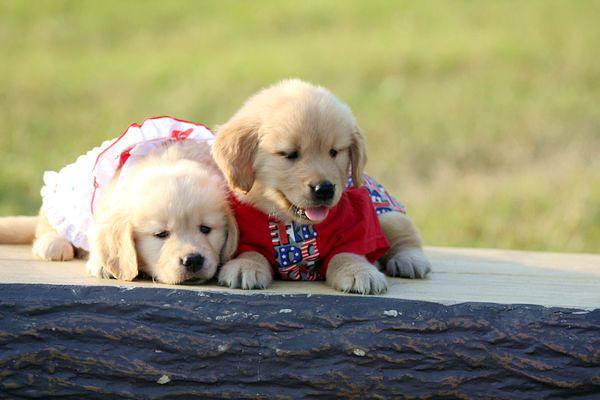 养龙猫害了一家人吗（学生耐养便宜的小宠物大全）