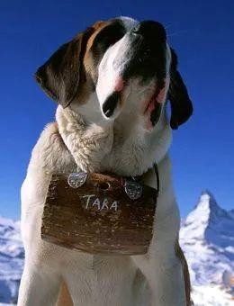 全球排名最大的狗第一名（震惊：大犬种吃小孩事件）