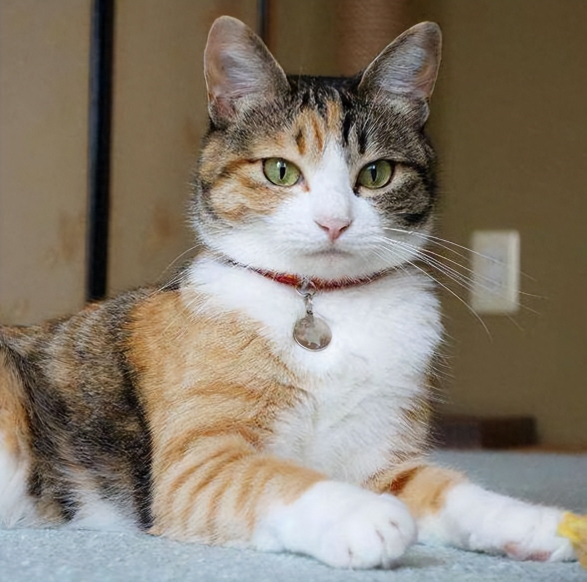 为何“中华田园猫”会被歧视（附：把土猫当宠物养的人都是傻子）