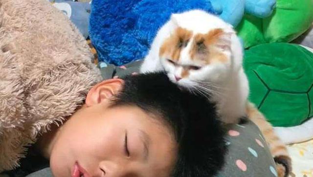 猫咪舔人手是代表什么(猫咪舔人手是什么意思)