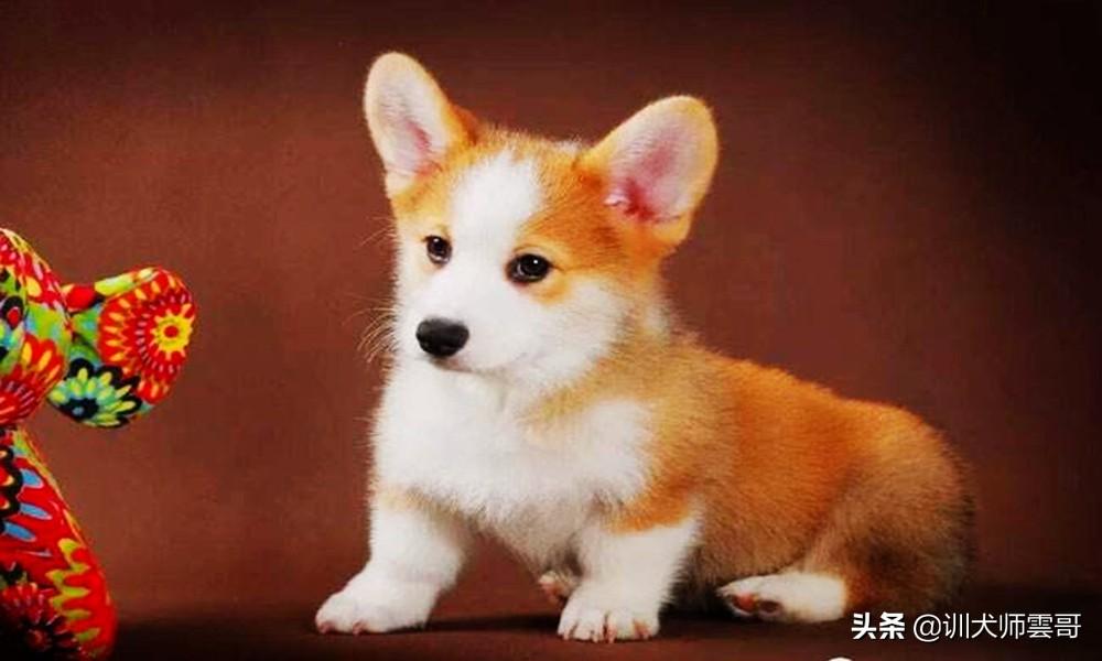 十种脾气好的小型犬介绍（小型犬哪个聪明好养）