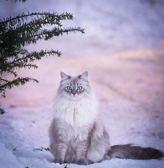 西伯利亚森林猫体质性格如何（附：俄罗斯西森猫怎么买）