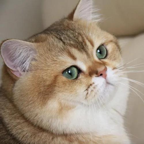 吸猫到底是对猫干嘛(吸猫是对猫做什么)