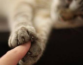 被猫抓伤的死亡率为零（被猫咪抓伤后一定会患上狂犬病吗）