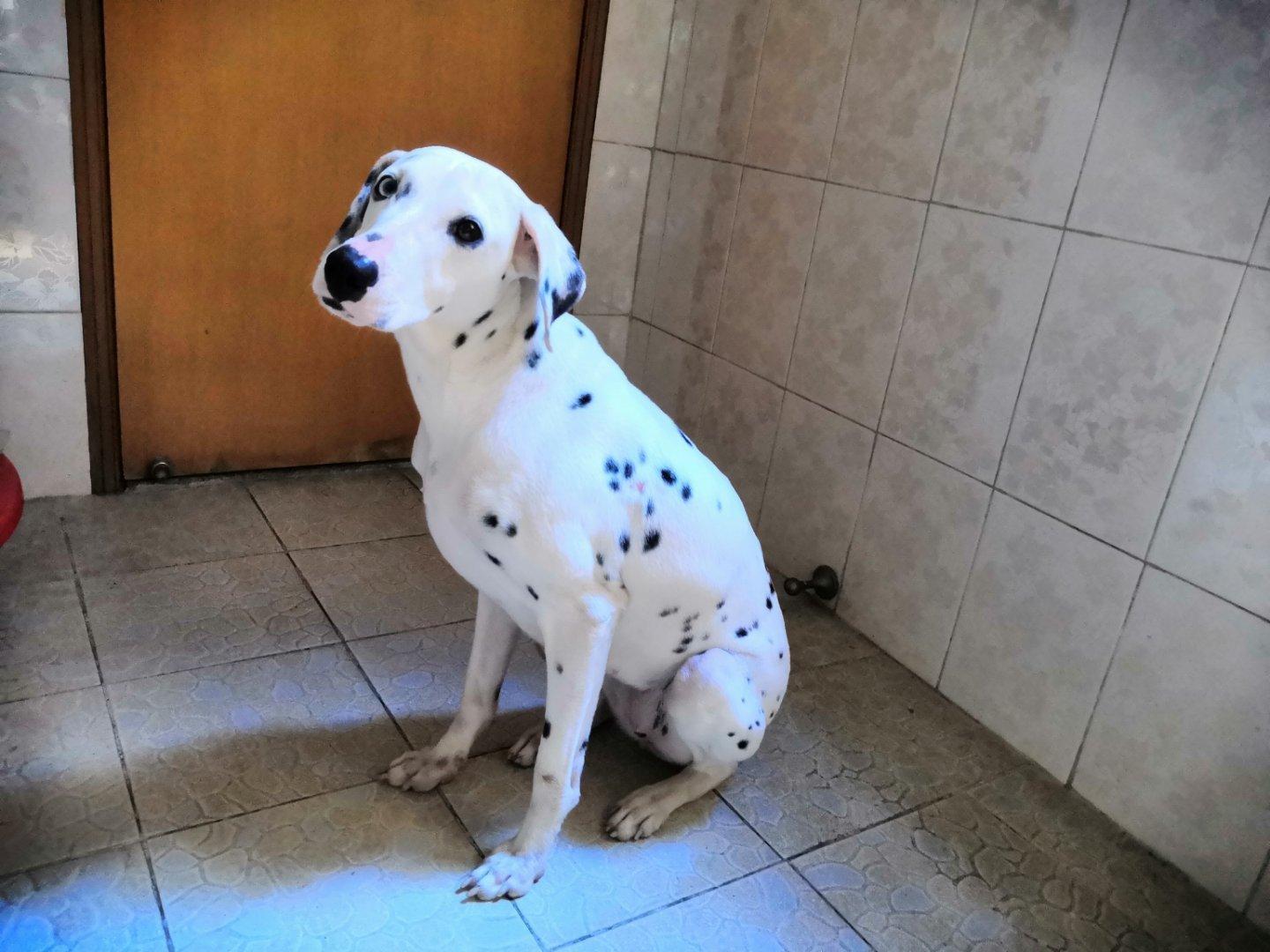 养斑点狗的七大坏处（斑点狗好养吗）