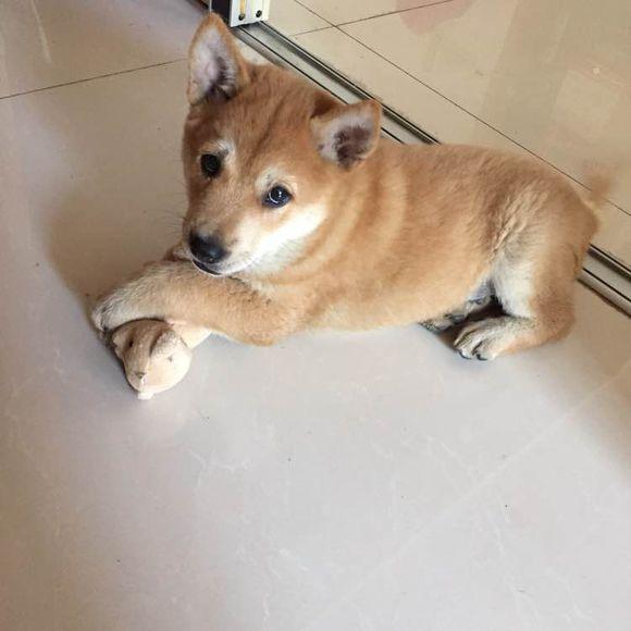 适合家庭养的狗狗的排名（养什么狗最省心）