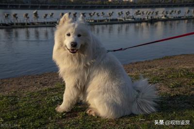 被禁养的中国名犬有哪些呢