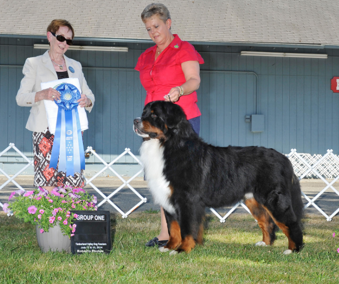 伯恩山犬如何养（详解：养伯恩山犬的好处和坏处）