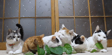 让猫咪兴奋的猫薄荷