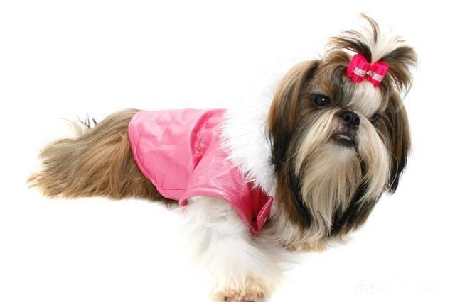 中国十大名犬排名（宠物狗的品种有哪些）