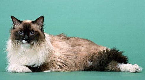 看完这几只猫还认得哪只是伯曼猫吗（附：伯曼猫图）