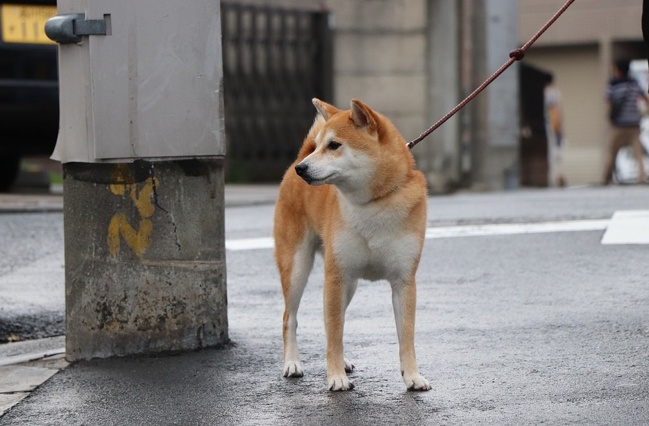 5分钟带你了解柴犬的性格优缺点